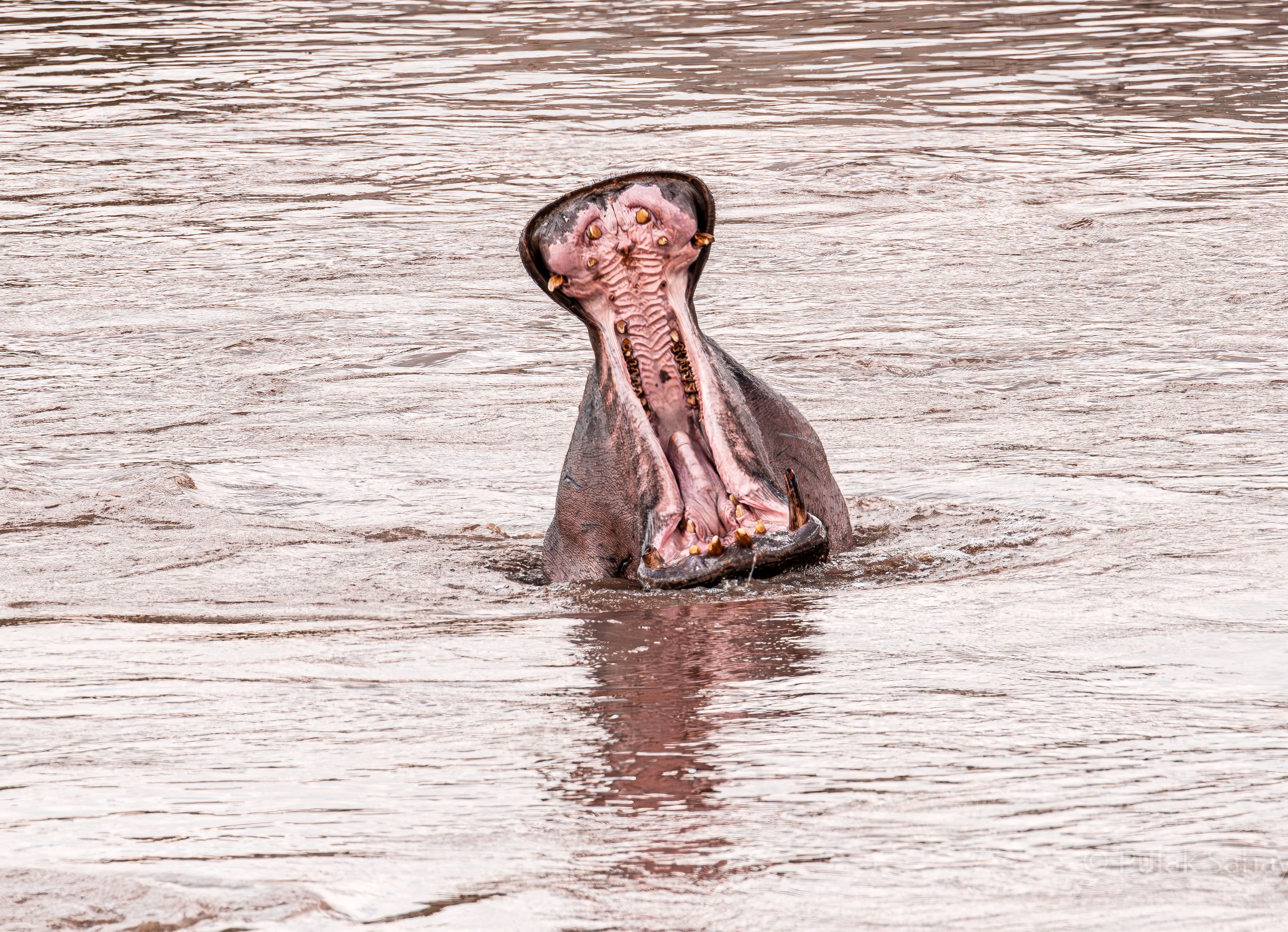 Adult Hippo yawn